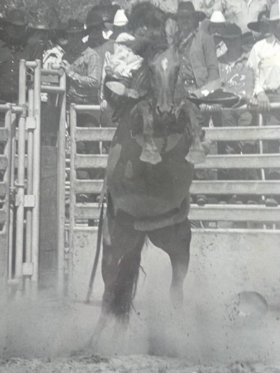 Person on a bucking horse at a rodeo event with spectators in the background.